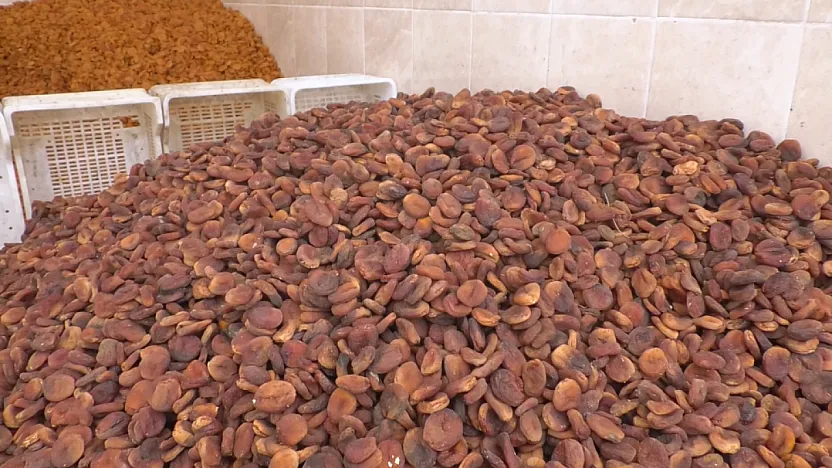 Malatya'da Sezonun İlk Fiyatları Üreticiyi Ve Tüccarı Nasıl Etkiledi?