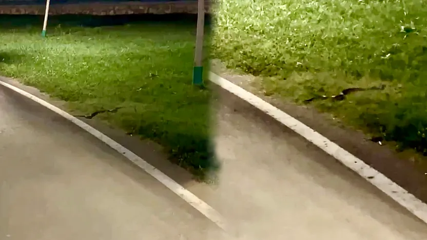 Malatya'da Sıcak Hava Etkisini Gösterdi! Kent Parkında Yılan Görüldü