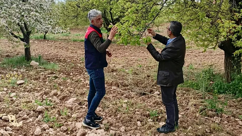Malatya!da Tarım Alanlarında Hasar Tespit Alarmı! Üreticinin Kaybı Yerinde İnceleniyor