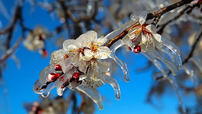 Malatya'da Üreticiye Kayısısı İçin Dev Destek!