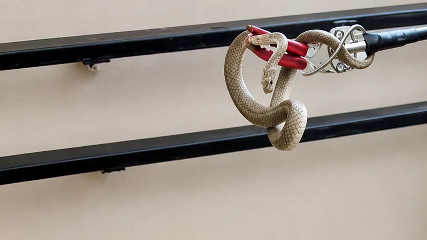 Malatya'da Yılanlar Apartman Boşluklarına Kadar Girdi