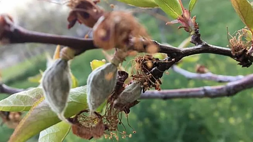 Malatya'da Zirai Dona Karşı 3 Kritik Yöntem!