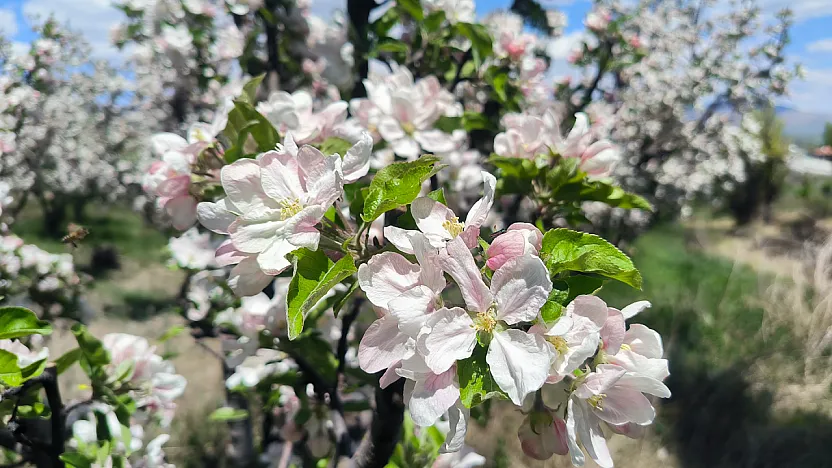 Malatya Doğanşehir'de Elma Ağaçları Görsel Şölen Oluşturdu!