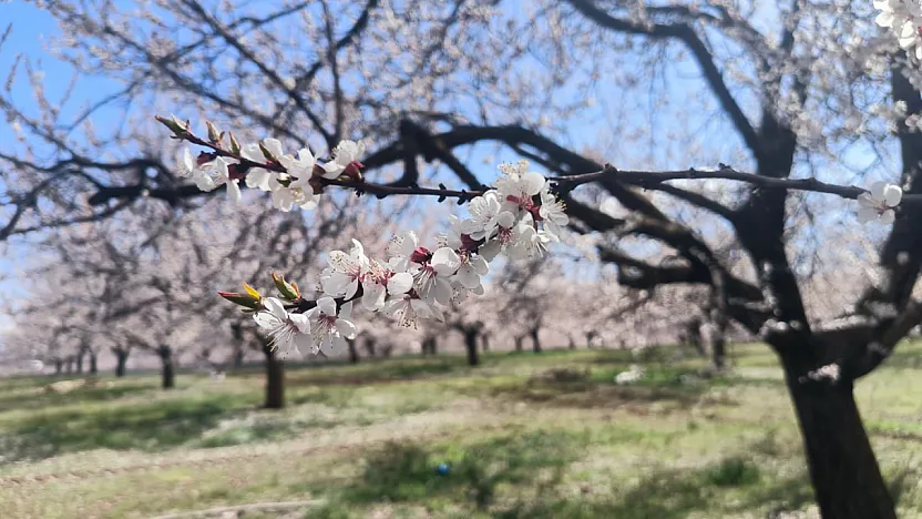 Malatya Doğanşehir'de Kayısı Çiçekleri Görsel Şölen Başlattı!