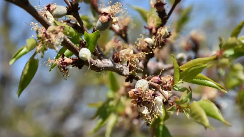 Malatya İçin Valilikten Zirai Don Uyarısı! Tarih ve Saat Verildi!