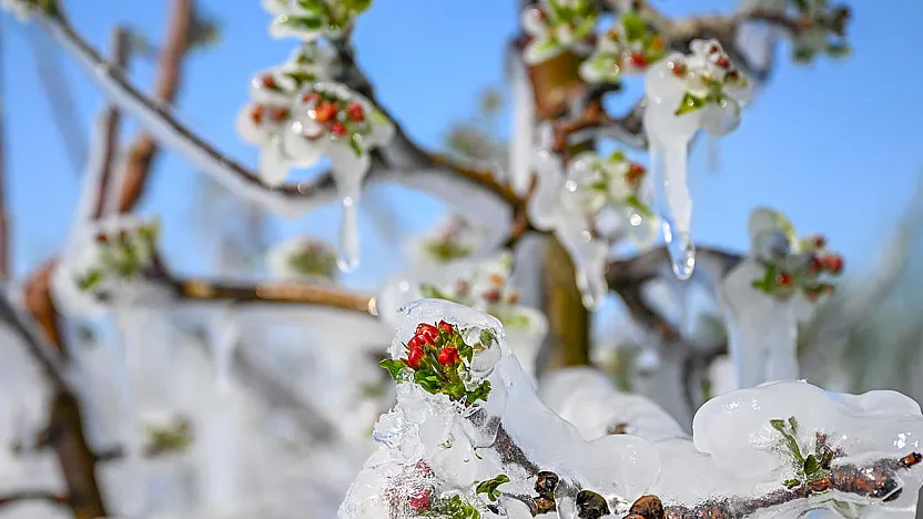 Malatya Kayısısına Meclis Kalkanı! Zirai Don Artık Kader Olmayacak
