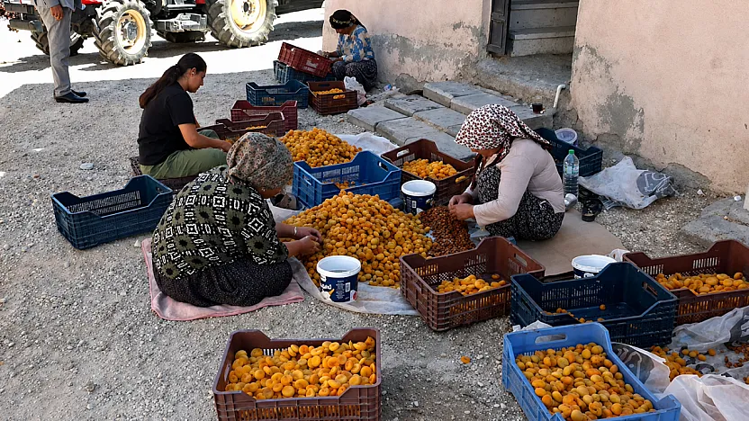 Malatya Kayısısında Fiyat Krizi! Üretici TMO'yu Göreve Davet Etti