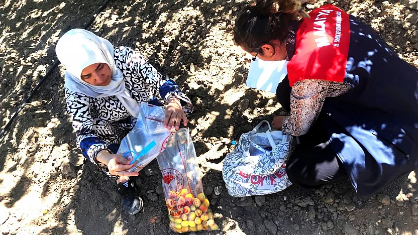 Malatya Kayısısında Kalıntı Denetimi! Mevzuata Aykırı Üretime Yaptırım Uygulandı