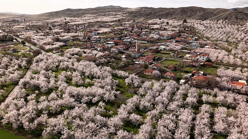 Malatya Kayısısında Kritik Süreç: Asıl Risk Yağışlar!