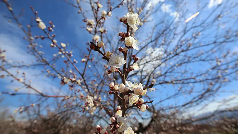 Malatya Kayısısını Dona Karşı Devlet Koruyacak
