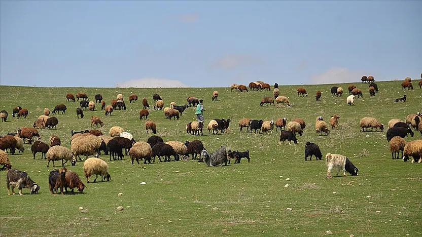 Malatya Kırsalında Bahar Mesaisi! Sürüler Uzun Süre Sonra Doğayla Buluştu