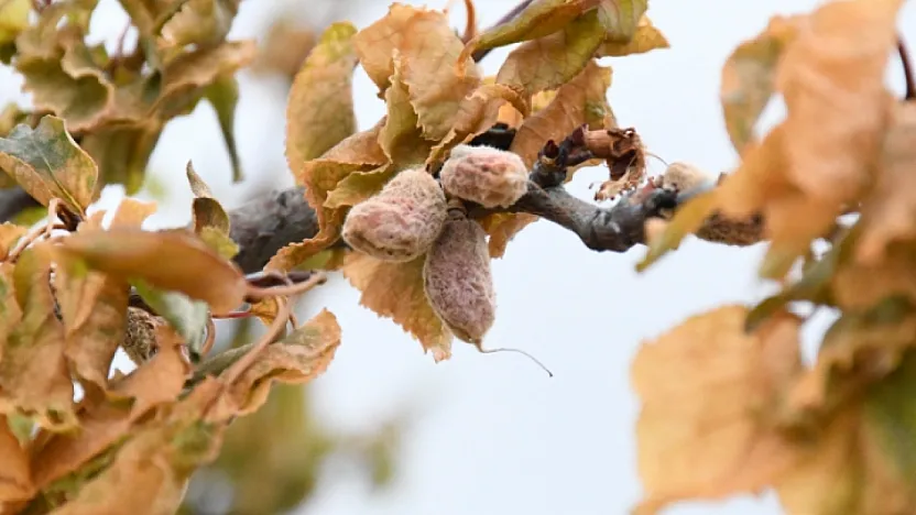 Malatya'nın 2025 Don Travması! Tam 1 Yıl Oldu