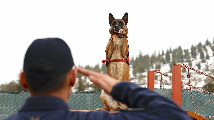 Malatya'nın Kahraman Köpeği Sima Sınır Tanımıyor!