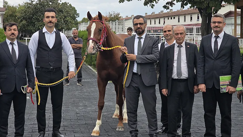 Malatya Sultansuyu'nun Elit Tayları Açık Artırmada Büyük İlgi Gördü!