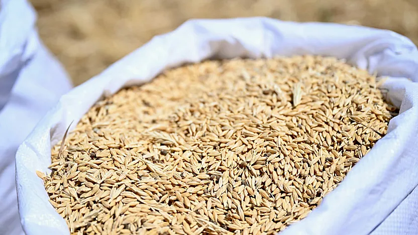 Malatya Yeşilyurt'ta 150 Dönümlük Arpa Hasadı Tamamlandı! Ürünler Üreticilere Dağıtılacak