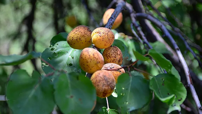 Malatyalı Kayısı Üreticisine Acil Çağrı: Sakın İhmal Etmeyin!