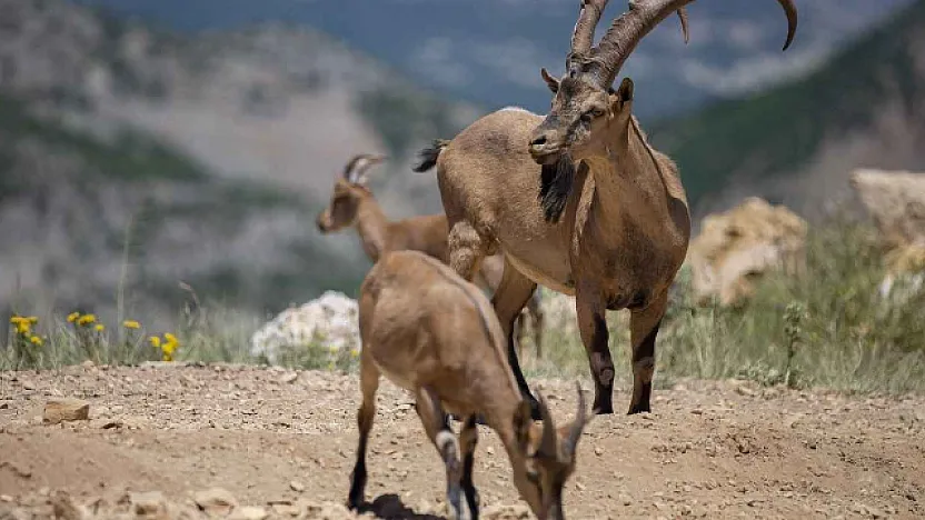 Vali Yavuz'dan Malatya'daki Yaban Keçileri İçin Duyarlılık Çağrısı