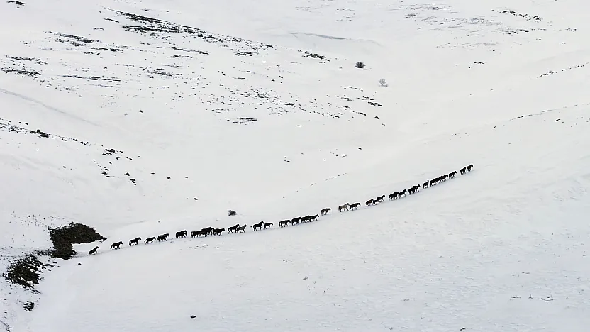 Yama Dağı'nda Zorlu Kış: Yılkı Atları Karla Mücadele Ediyor