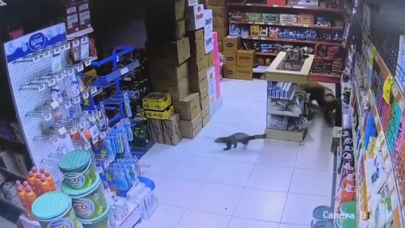 Yeşilyurt'ta Gülümseten Kovalamaca: Davetsiz Misafir Sansar Marketi Birbirine Kattı!