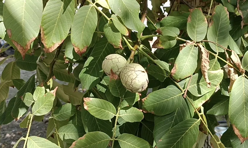 Babasının Su Verilmez Denen Ağaçlarına Baktı, Şimdi Tonlarca Ürün Topluyor