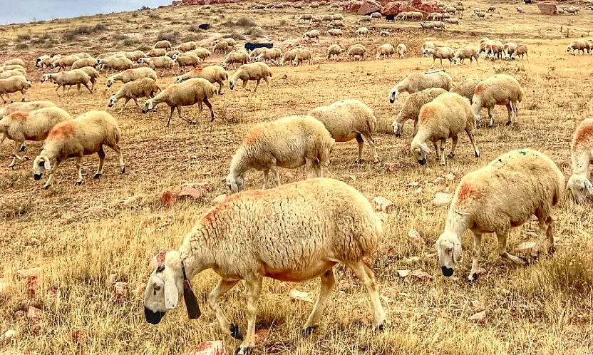 Bakanlıktan Yerli Hayvan Irklarına 2,7 Milyar TL Destek