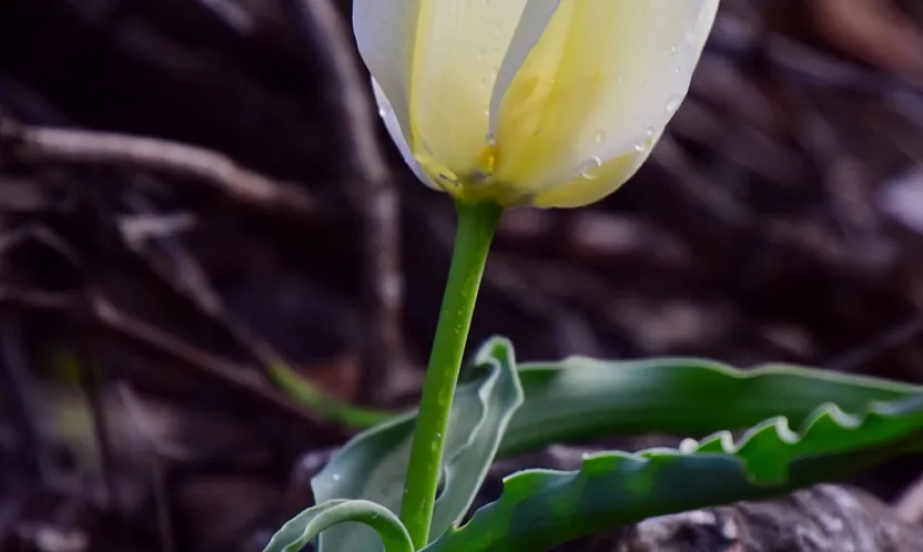 Bilim Dünyası Bu Keşfi Konuşuyor! Malatya'nın Gizli Hazinesi Ortaya Çıktı