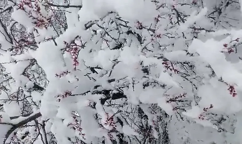 Darende'de 20 Santim Kar! Kayısı Dalında Donma Tehlikesiyle Burun Buruna