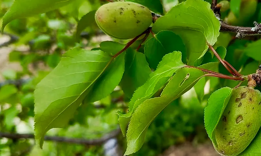 Darende'de Dolu Yağışı Sonrası Kayısı Bahçeleri Zarar Gördü