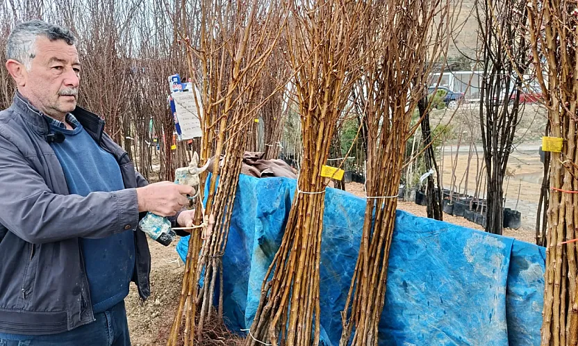 Darende'de Fidan Mesaisi Başladı: Çamura Rağmen Kayısıdan Vazgeçmiyorlar