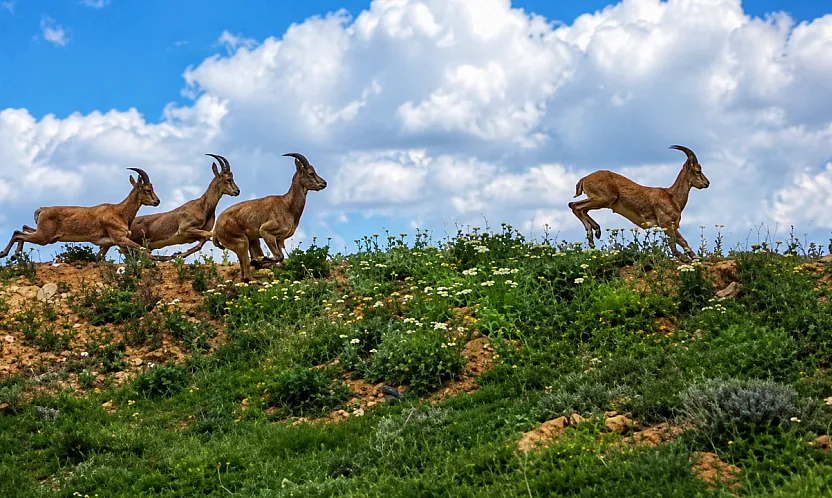 Darende'de Yerleşim Yerlerine Yakın Kurt ve Yaban Keçisi Sürüsü Görüldü