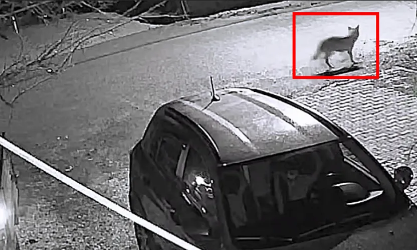 Doğanşehir'de Beklenmedik Misafir: Aç Kalan Kurt Mahalleye İndi!