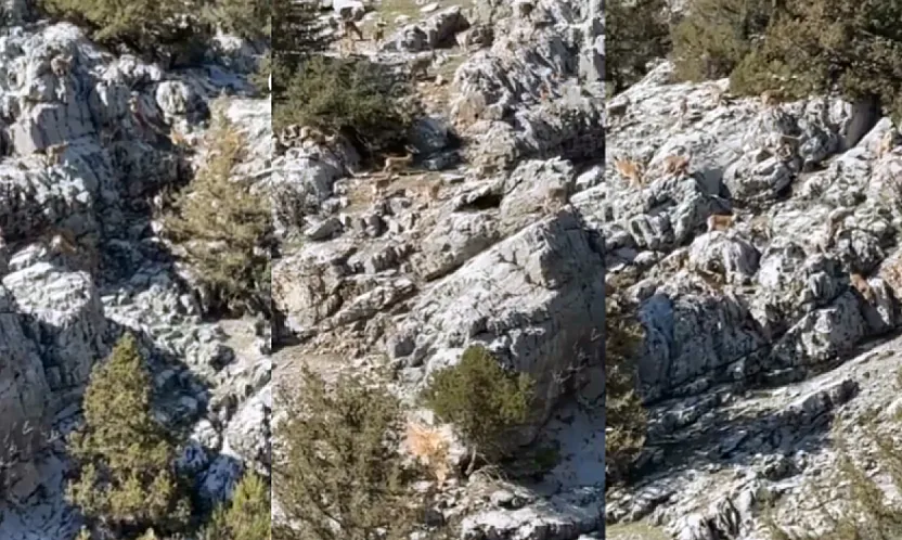 Doğanşehir'de Sarp Kayalıklarda Yaban Keçisi Sürüsü!