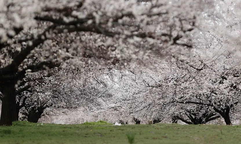 Dünya Kayısı Başkenti Malatya'da Görsel Şölen: Bahçeler Beyaza Büründü!
