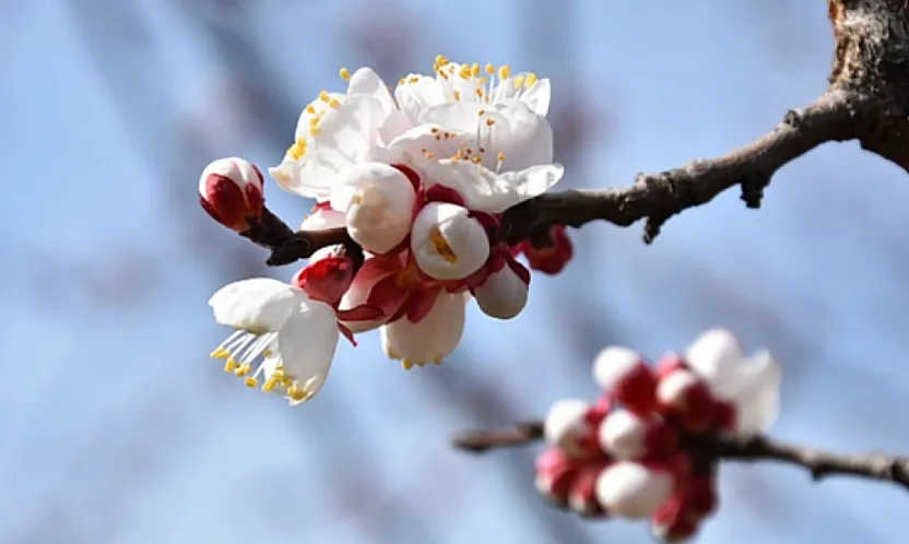 Kale'de Kayısı Ağaçları Mevsime Meydan Okuyor: Çiftçiyi Tedirgin Eden Görüntü!