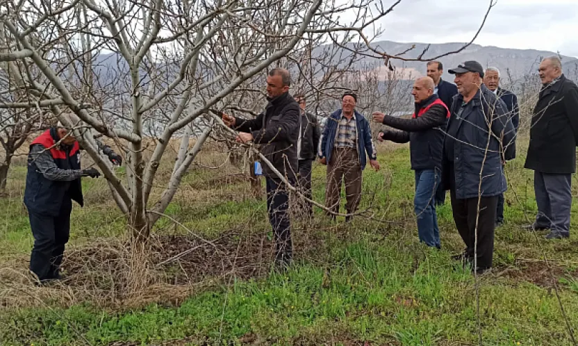 Kale'de Meyve Üreticisine Budama Dersi: Yanlış Budama Verimi Düşürüyor!
