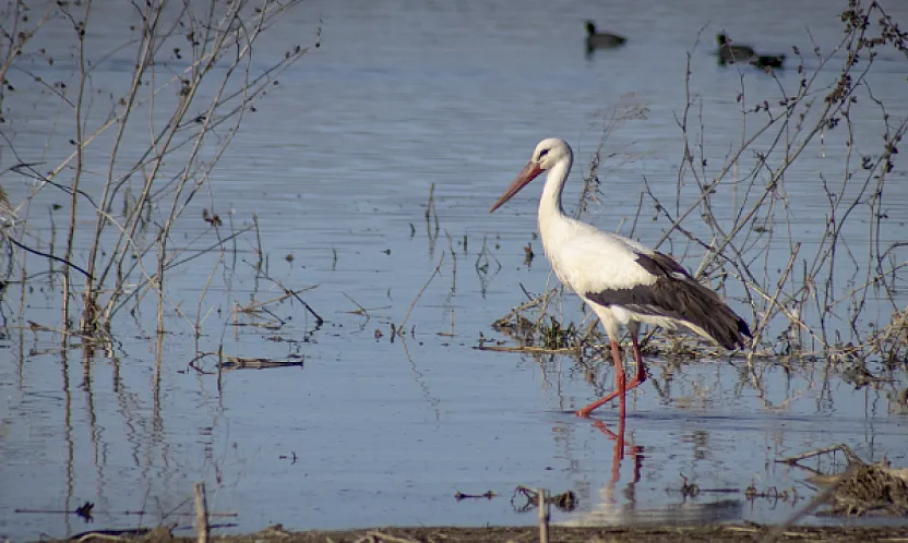 Karakaya Barajı'nda Bahar Mesaisi: Göç Yolundaki Leylekler Yuvalarına Döndü!