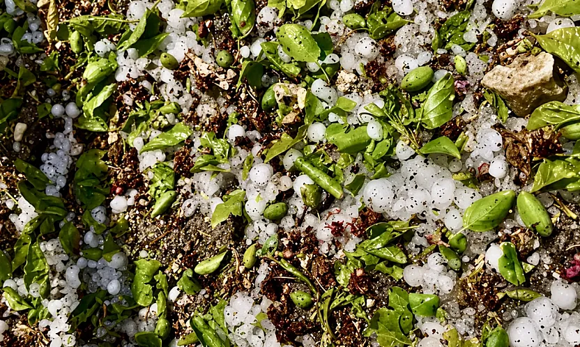 Kayısı  Ağaçlarını Dolu Vurdu! Darende'de Hasar Büyük