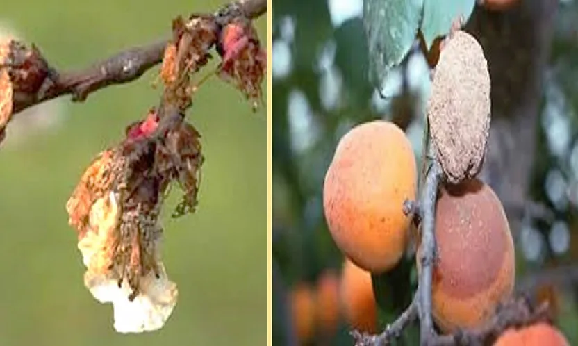 Kayısı Bahçelerinde Gizli Tehdit: Monilya İki Yıl Ürün Aldırmayabilir