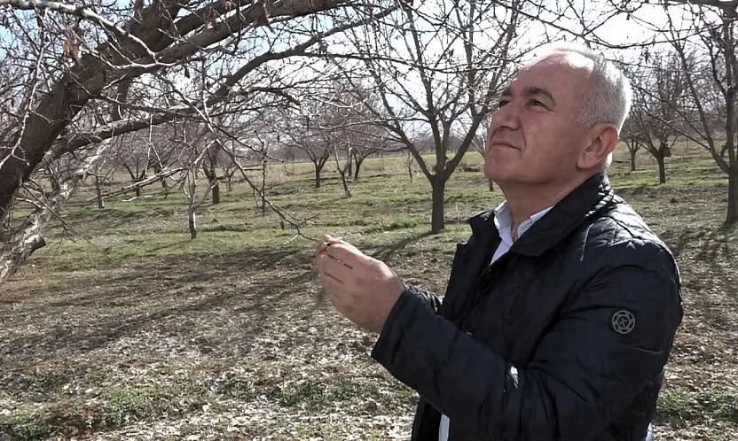 Kayısı Üreticisine Kötü Haber: Rekolte Beklentisi Düştü!
