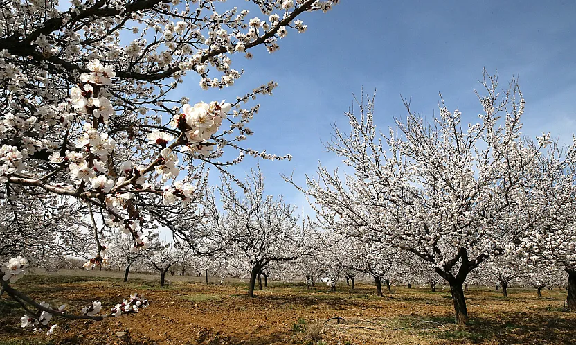 Kayısının Başkenti Malatya'da Doğa Her Mevsim Yeniden Canlanıyor!