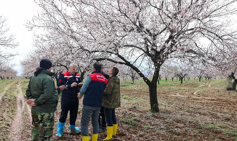Kayısıyı Dolu Vurdu mu? Malatya'da Kayısı İçin Kritik Açıklama!