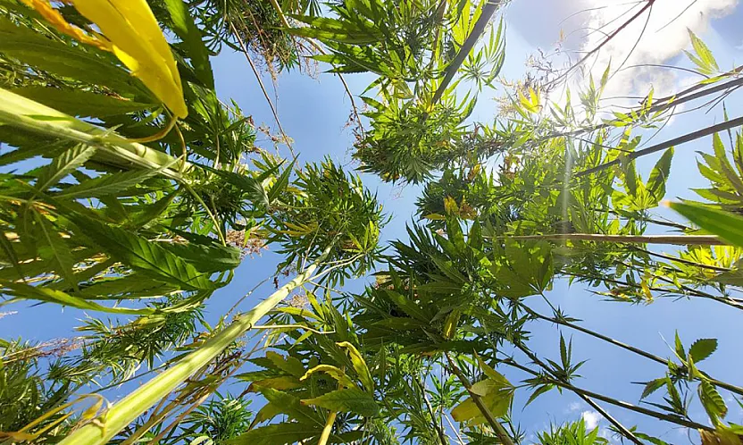 Kenevir Yönetmeliği Değişti, Malatya Listede Öne Çıktı