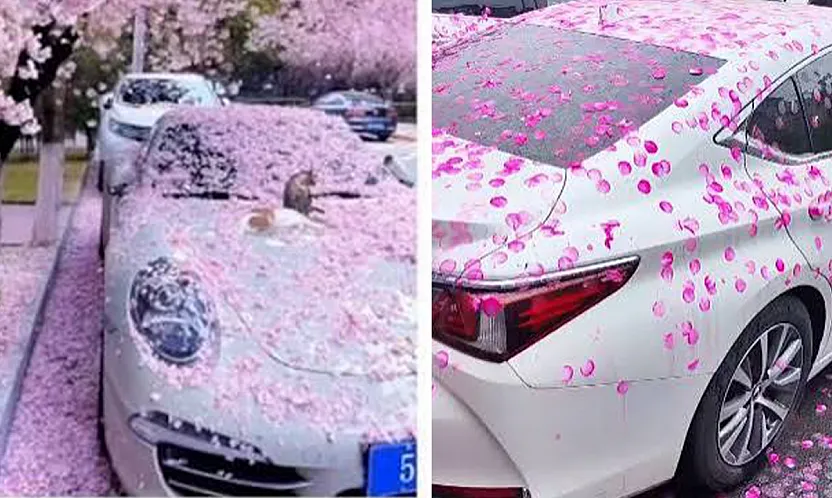 Kiraz Çiçekleri Otomobil Boyasında Neden İz Bırakır?