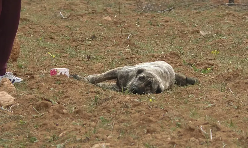 Kuşdoğan'da Kan Donduran İddialar: Zehirlenen ve Vurulan Hayvanlar!