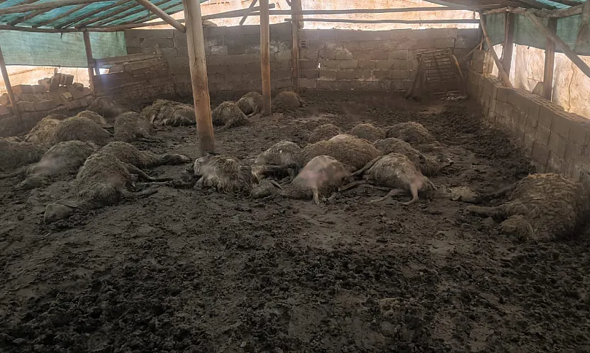 Malatya Arguvan'da Kurt Dehşeti! Bir Gecede 40 Koyun Telef Oldu