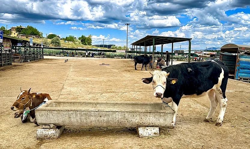 Malatya Canlı Hayvan Pazarı'nda Bayram Dengesi!