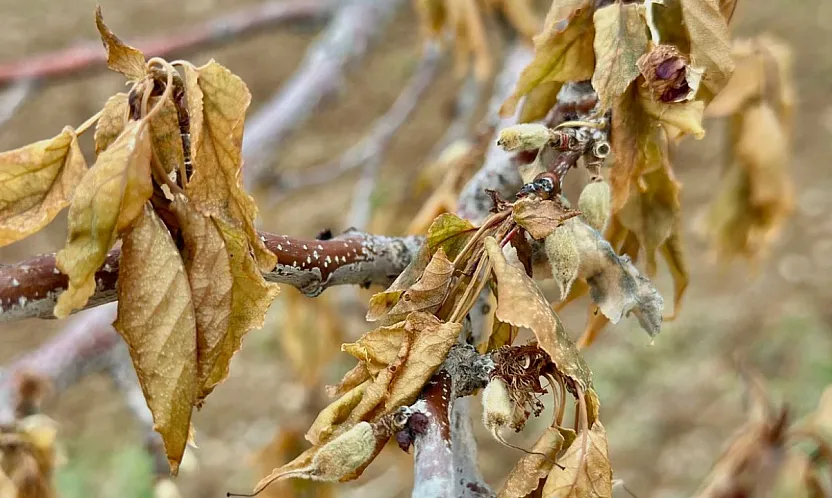 Malatya Çiftçilerine Kritik Uyarı! Zirai Dona Karşı Nasıl Tedbirler Alınmalı?