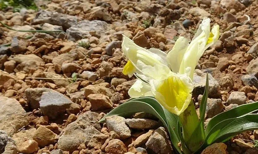 Malatya'da 1600 Rakımda Görsel Şölen! Nesli Tehlikedeki Endemik Bitki Çiçek Açtı