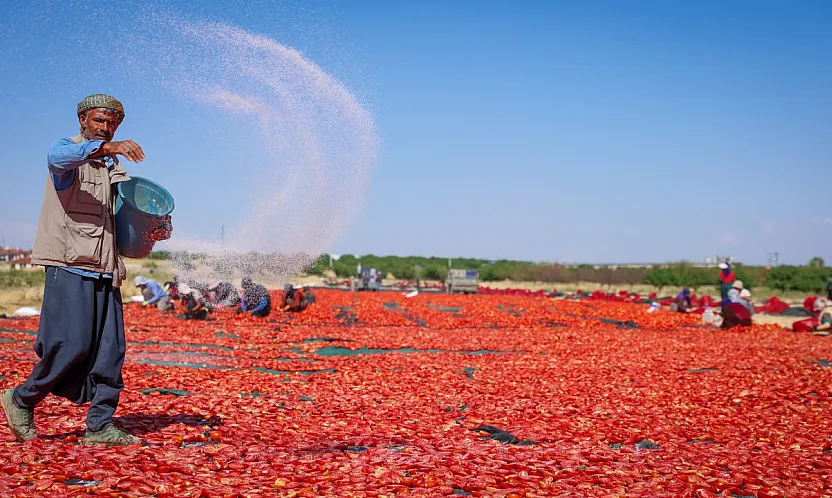 Malatya'da 350 Dekarlık Tarlada Hasat Edilen Domatesler Kurutuluyor!