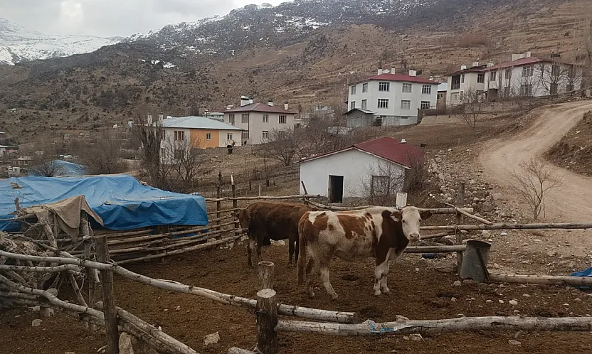 Malatya'da Ahır Krizi! Proje Eksikliği Üretimi Bitirdi